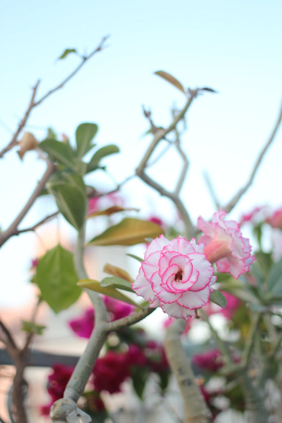 2025年の最後の旅。冬のピンクシティへ。